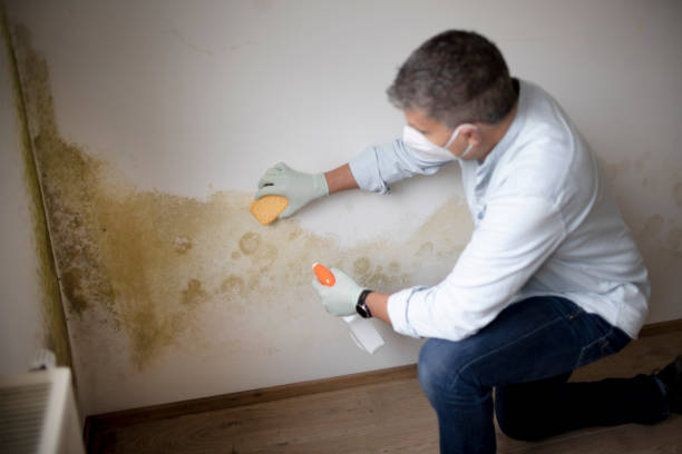 Best Mold Documentation for Insurance Claims  in Union, KY