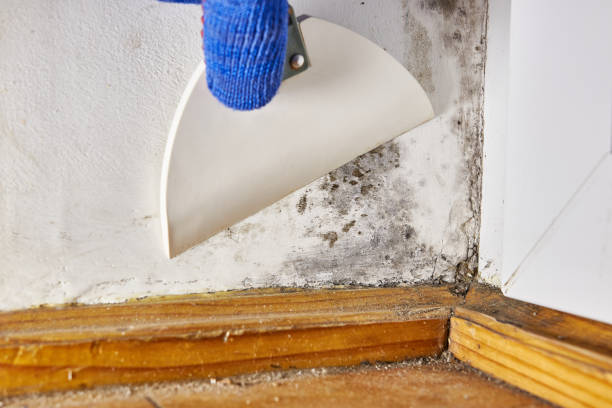 Best Mold Remediation for Rental Properties  in Union, KY