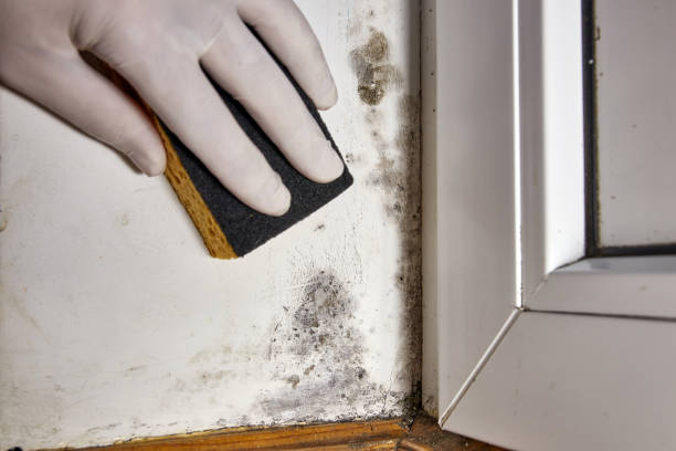 Best Post-Remediation Verification Testing  in Union, KY