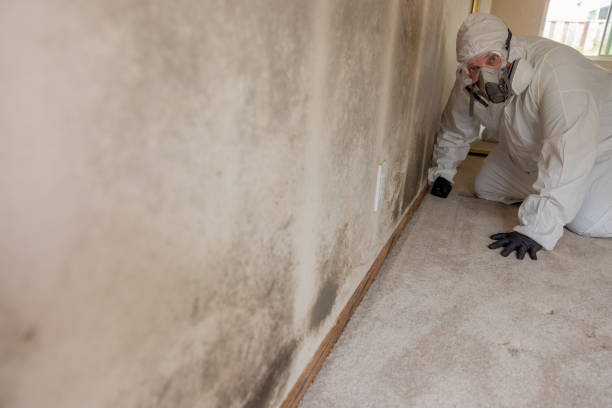 Environmental Consulting for Mold Prevention in Union, KY